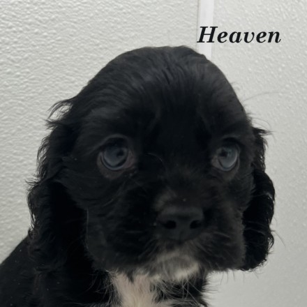 puppy, for, sale, Cockalier, Joe & Cherri  Overlease, dog, breeder, Miller, MO, dog-breeder, puppy-for-sale, forsale, nearby, find, puppyfind, locator, puppylocator, aca